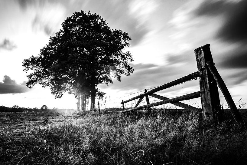 Sunny, Markelo Black and white. by Frank Slaghuis