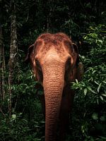 Portrait d'un éléphant d'Asie sauvage dans la jungle verte du Cambodge