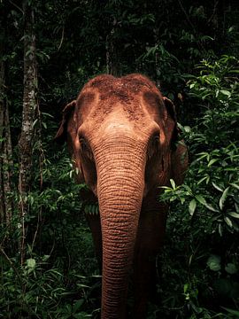 Portret van een wilde Aziatische olifant in groen Cambodjaanse jungle van MarcHagendijk Media