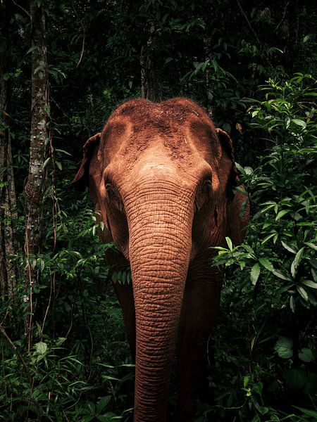 Portrait d'un éléphant d'Asie sauvage dans la jungle verte du Cambodge par MarcHagendijk Media