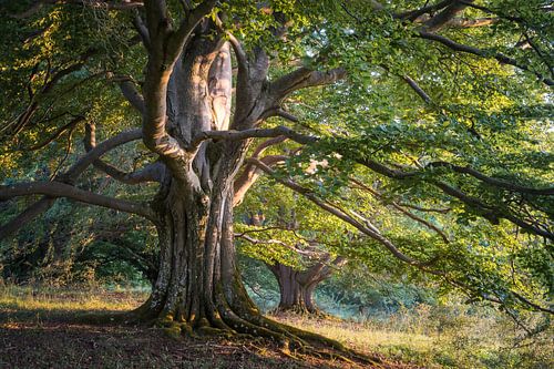 Sprookjesachtige beuk Rhön
