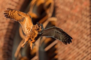 Uhu ( Bubo bubo ) ausgewachsenes Männchen im späten Abendlicht im Flug vor einer Kirche aus roten Ba von wunderbare Erde