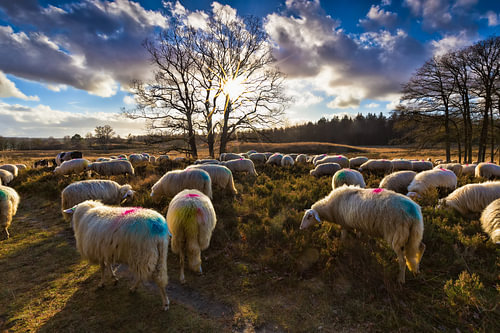 A flock of sheep in autumn on the Loenermark in the Veluwe, near the Posbank
