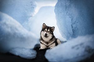 Diamonds van Nanuq Dog Photography