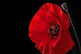 Crimon Whisper sur Cindy Coenen Fine Art