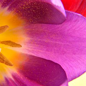 Close up van een paars gele tulp met stamper en meeldraad van Trinet Uzun