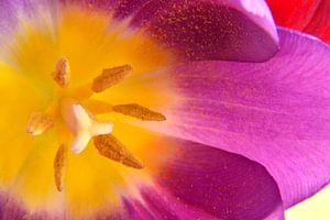 Nahaufnahme einer violett-gelben Tulpe mit Stempel und Staubgefäßen