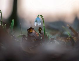 Blumen Teil 55 von Tania Perneel