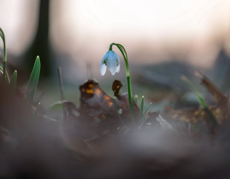 bloemen part 55 van Tania Perneel