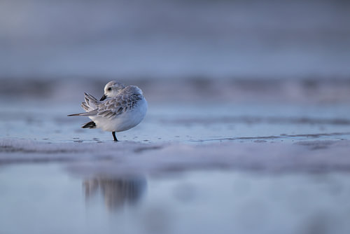 Dreizahner Strandläufer in der blauen Stunde