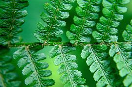 Feuilles sur Ellinor Creation