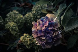 Purple hydrangea flower by Idema Media