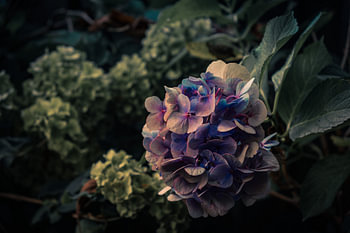 Bloeiende paarse hortensia bloem