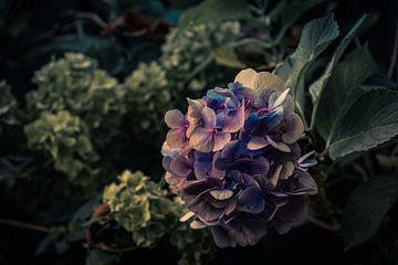 Bloeiende paarse hortensia bloem van Idema Media