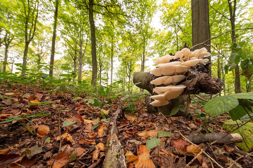 Herfst in het bos van Brakel van Marcel Derweduwen