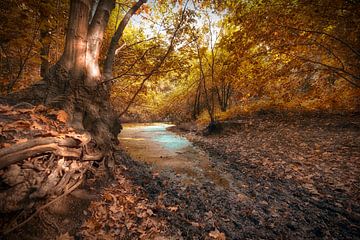 Herfst in het bos van Egon Zitter