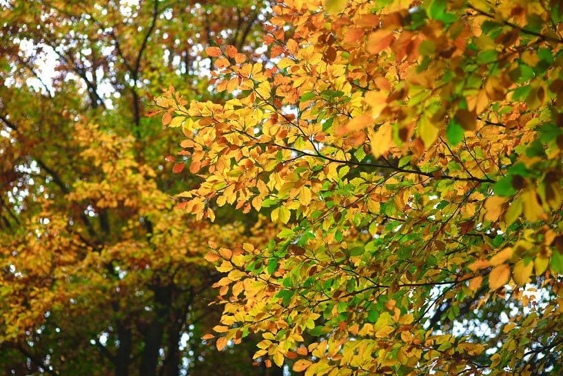 Goldener Oktober von Thomas Jäger