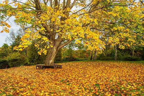 Herfstboom in Carwitz in het Feldberg-merengebied