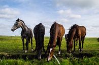 Groep Paarden in de Wei van Brian Morgan thumbnail
