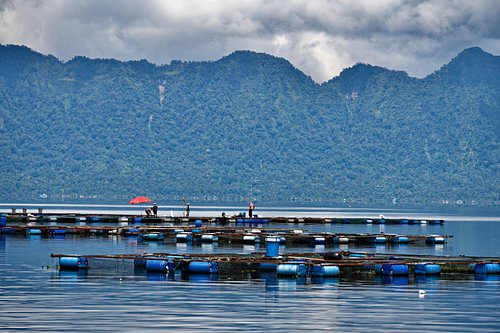 Landschaft mit schwimmenden Käfigen in Maninjau
