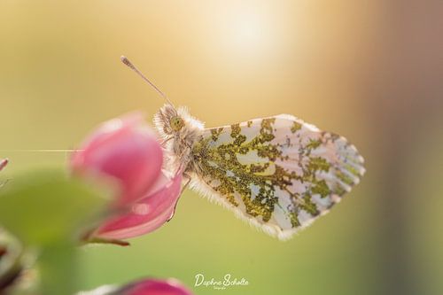 Fragiele Vlinder op Roze Appelbloesem