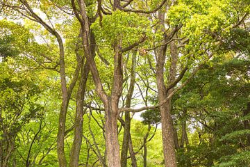 Yoyogi-Park - Tokio (Japan) von Marcel Kerdijk