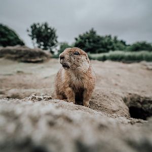 prairiehond van Bjorn Brekelmans