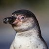 Gedetailleerd portret van een jonge Humbolt Pinguïn aan het water. van Wildlife Designs