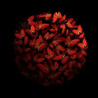 Morphogenic: Rood I