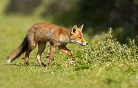 Een jonge vos von Menno Schaefer Miniaturansicht