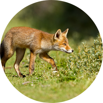 Een jonge vos van Menno Schaefer