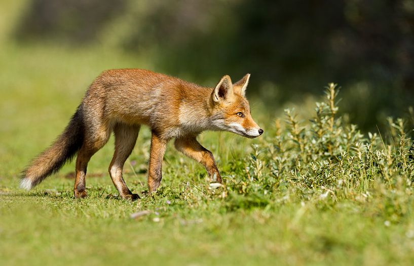 Een jonge vos van Menno Schaefer