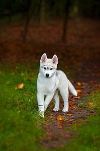 Chiot Husky sur Anouschka Hendriks