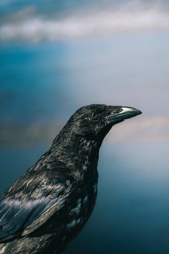 Corneille sur le rivage - gros plan minimaliste sur NickedPhotos