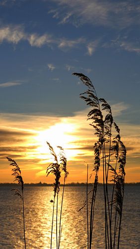 Ochtendhumeur op de Bodden