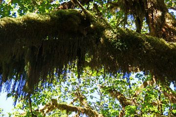 Hall of mosses, Hoh regenwoud, USA