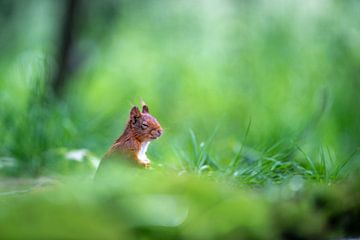 praying squirrel by Ed Klungers