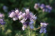 bijenvriend, tufted beauty, tansy phacelia, phacelia van Karina Gebert thumbnail