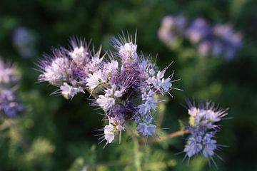 bijenvriend, tufted beauty, tansy phacelia, phacelia van Karina Gebert