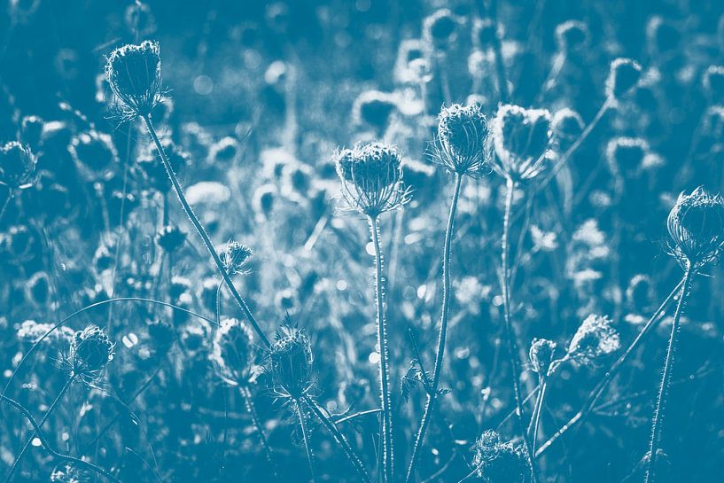 uitgebloeid in blauw by Marjan Versluijs