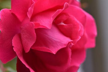 Rode roos van Lizette de Jonge