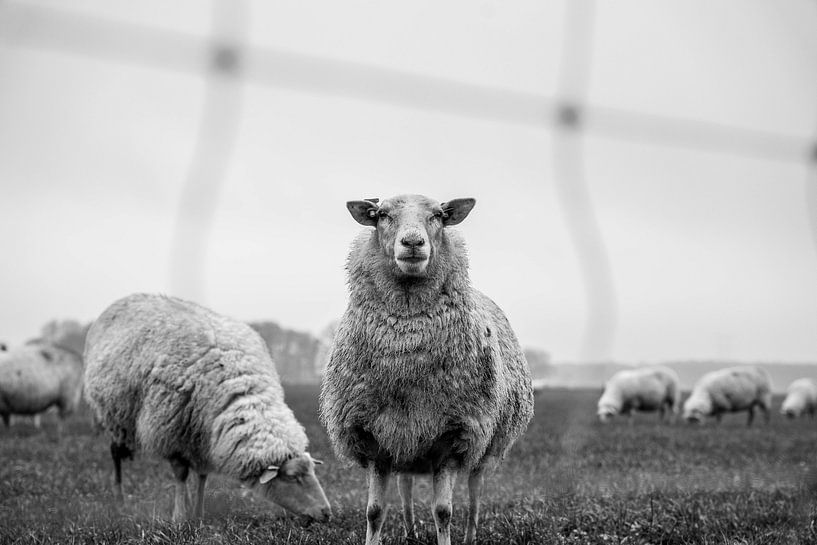 Schafe von Daphne Jonkers