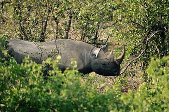 Black Rhino in the Bushes