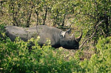 Black Rhino in the Bushes van Jonathan Rusch
