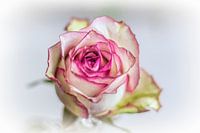 light rose