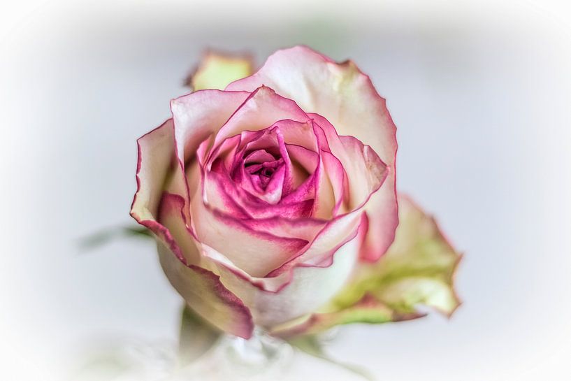 light rose by tassy fotografie