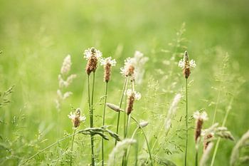 Blühendes Gras