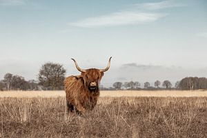 Schottische Highlander-Kuh auf der Heide