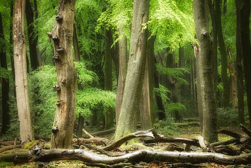 Het Ritme Van De Vallende Regen
