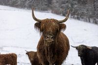 Foto van een kudde Schotse Hooglanders in de winter in de modder en sneeuw buiten op de weide